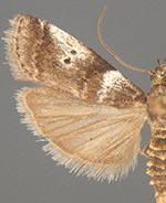 Acrobasis amplexella