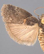 Acrobasis caryae