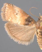 Acrobasis aurorella