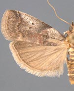 Acrobasis normella