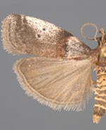 Acrobasis cirroferella