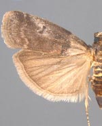 Acrobasis betulella