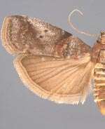 Acrobasis rubrifasciella