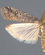 Chararica annuliferella