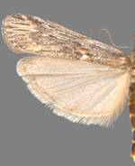 Sarata incanella