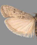 Megasis tephrella