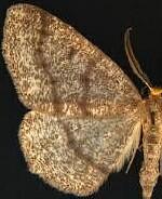 Lambdina canitiaria