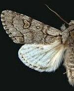 Acronicta tota