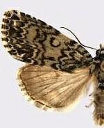 Acronicta heitzmani