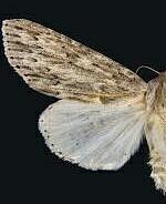 Acronicta oblinita