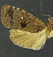 Cryptaspasma bipenicilla