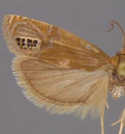 Eucosma annetteana