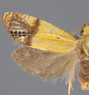 Eucosma millerana