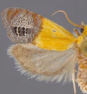 Eucosma litorea