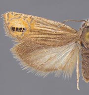 Eucosma autumnana