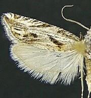 Eucosma tenuiana