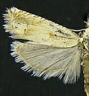 Eucosma griseocapitana