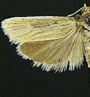 Pelochrista mediostriata