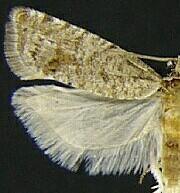 Eucosma baggetti