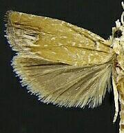 Eucosma floridana