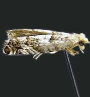 Epinotia meritana