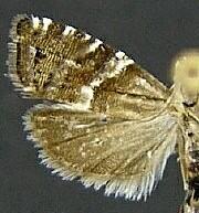 Cydia erotella