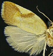 Acleris foliana