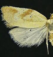 Acleris foliana