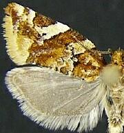 Argyrotaenia niscana