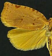 Archips rileyana