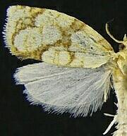 Adoxophyes furcatana