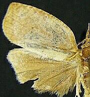 Sparganothis distincta