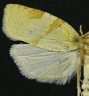 Cenopis karacana