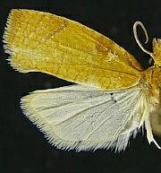 Cenopis chambersana