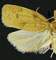 Cenopis chambersana