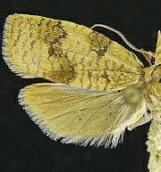 Cenopis saracana