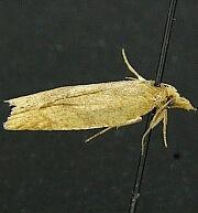 Sparganothoides machimiana