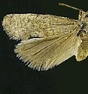 Cochylis carmelana