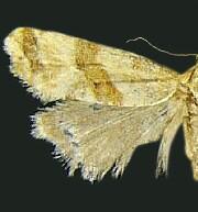 Cochylis parallelana