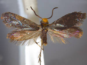 Eriocraniella platyptera