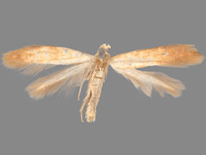 Coptotriche citrinipennella