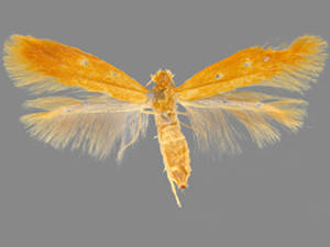 Coptotriche zelleriella