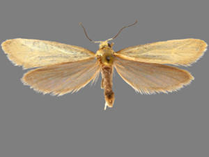 Greya enchrysa