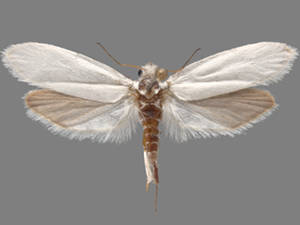 Tegeticula yuccasella