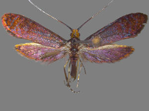 Adela caeruleella