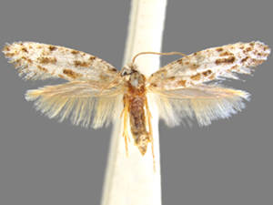 Diachorisia velatella