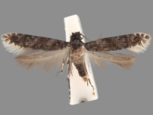 Homosetia bifasciella