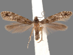 Homosetia marginimaculella