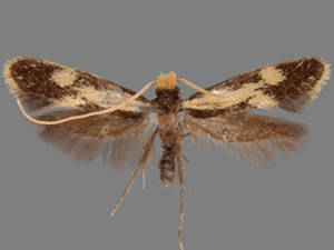 Isocorypha mediostriatella