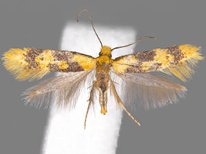 Hybroma servulella